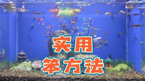 古法養魚|古法養魚開缸教程有哪些精選